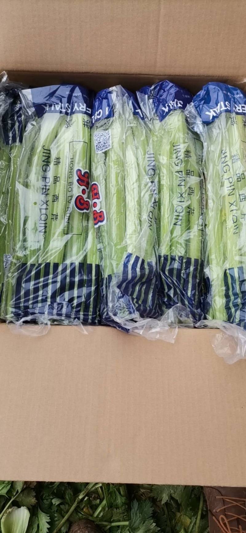 山东定陶精品优质西芹