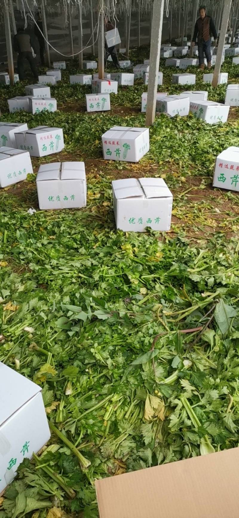 山东定陶精品优质西芹