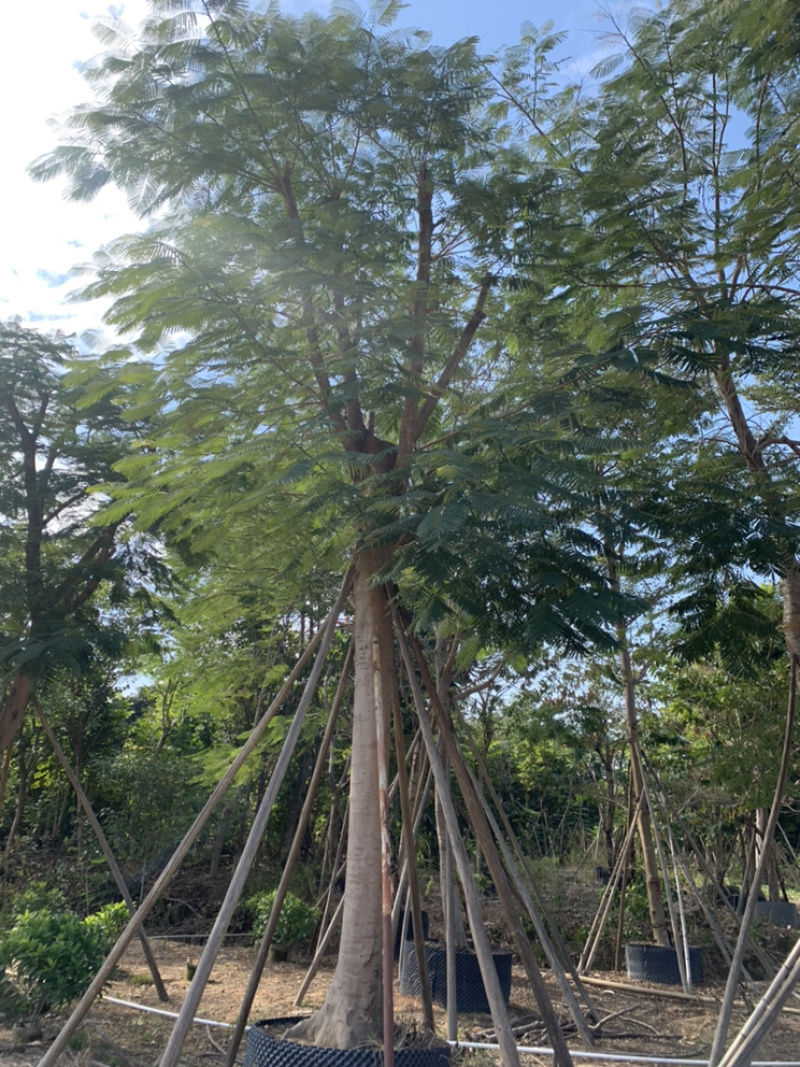 凤凰木