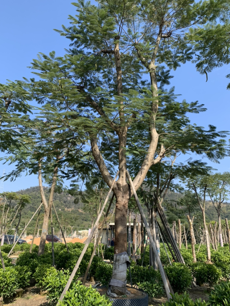 凤凰木