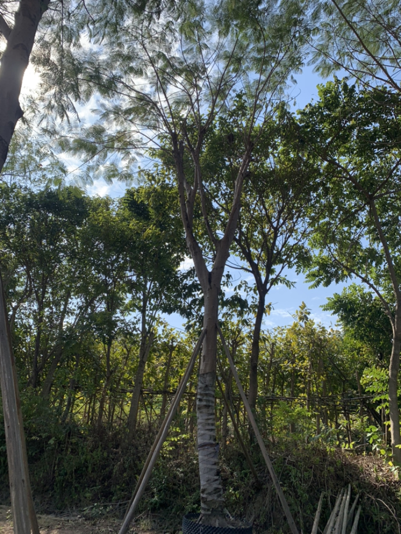 凤凰木