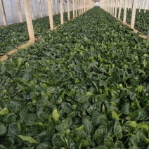 大棚菠菜大量上市，量大从优