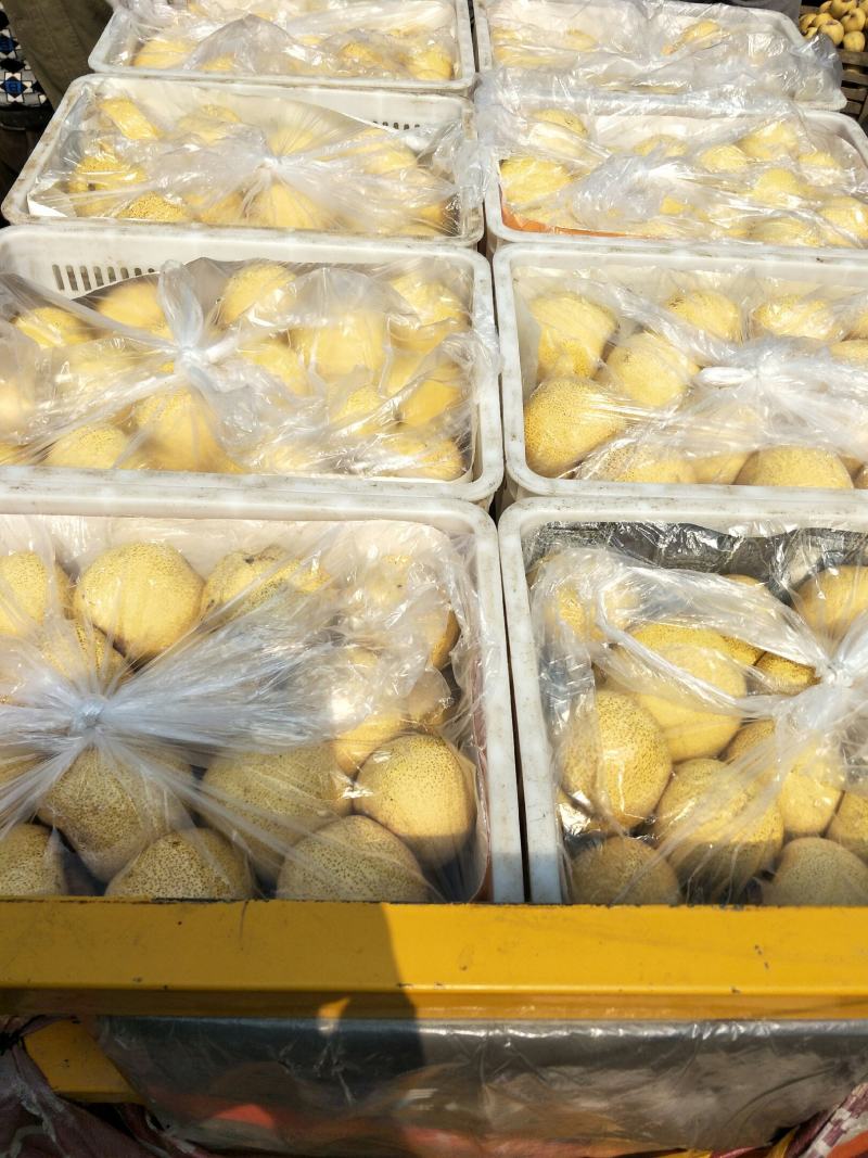 【砀山酥梨】口感翠甜多汁诚信合作量大优惠保证质量代发全国