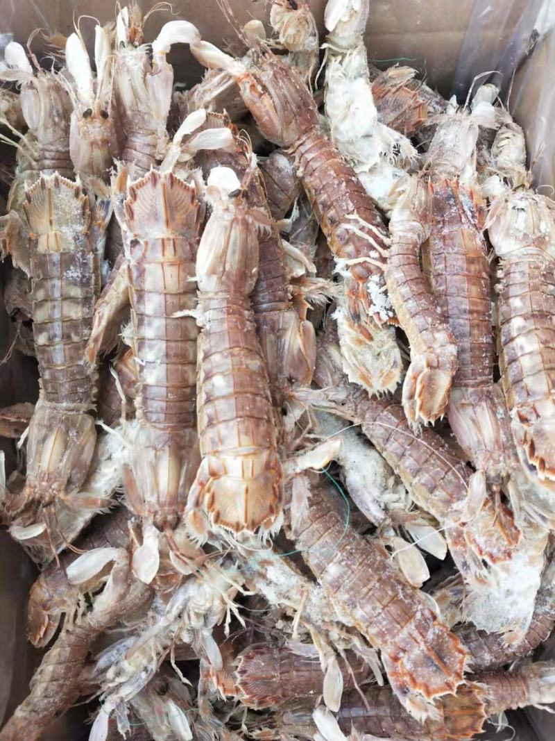 琵琶虾爬虾，熟冻的，个大肉厚新鲜一手货源大量现货供应