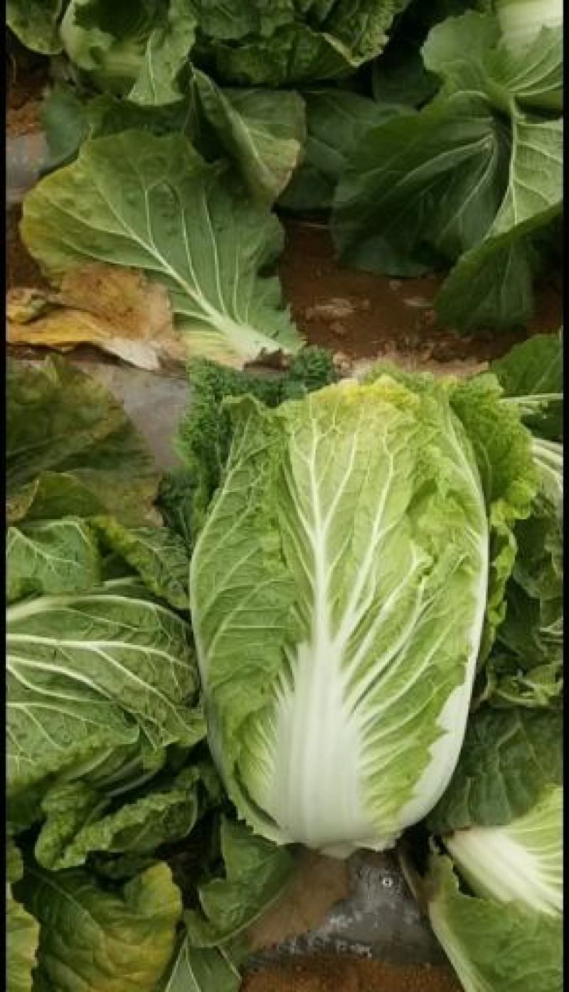 青杂三号白菜，开始采购
