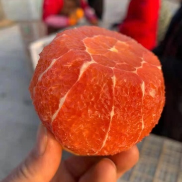 中华红橙血橙产地大量供应中，挂树鲜橙对接电商平台社区团购