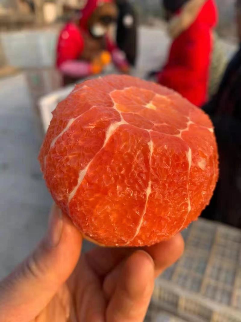 中华红橙血橙产地大量供应中，挂树鲜橙对接电商平台社区团购