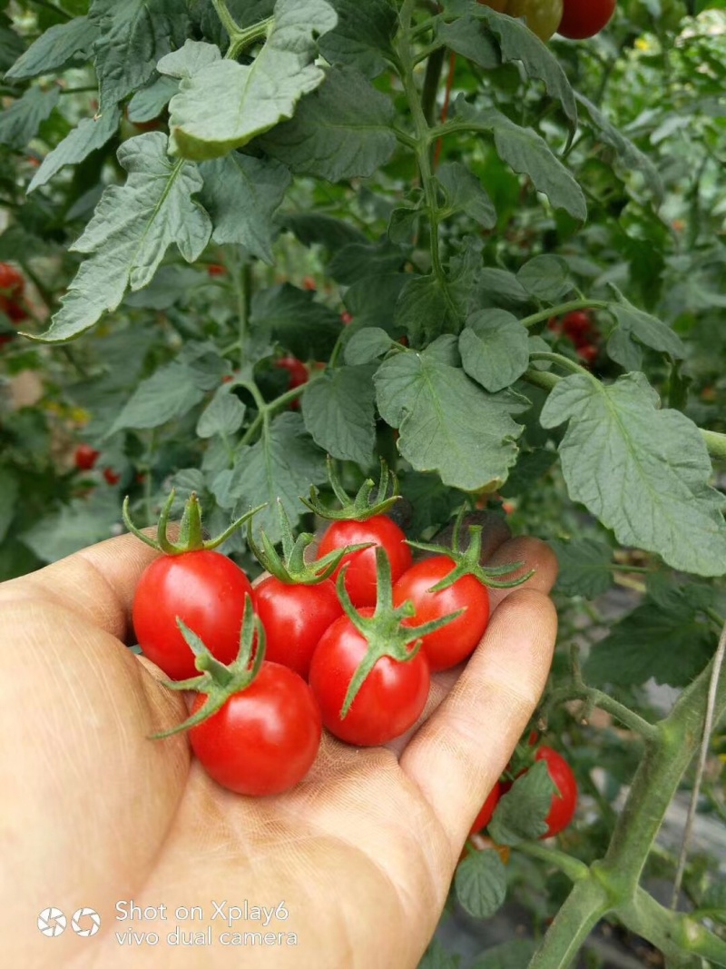 釜山88、玲珑口感特别好的小番茄、原始口味。产地代发全国
