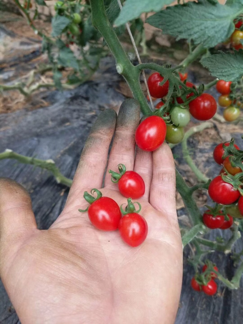 釜山88、玲珑口感特别好的小番茄、原始口味。产地代发全国