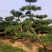造型黑松，迎客松，造型五针松，造型赤松。泰山景松
