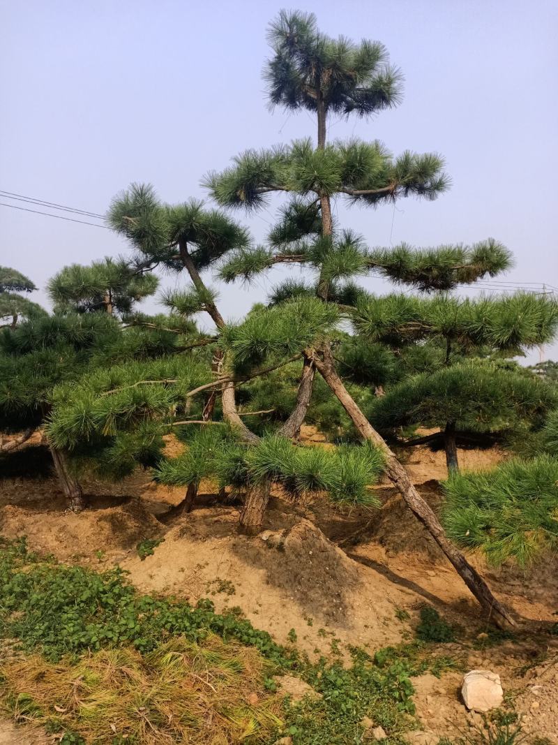 造型黑松，迎客松，造型五针松，造型赤松。泰山景松