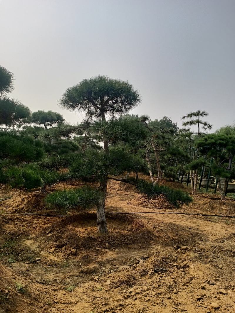 造型黑松，迎客松，造型五针松，造型赤松。泰山景松