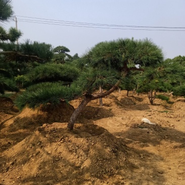 造型黑松，迎客松，造型五针松，造型赤松。泰山景松