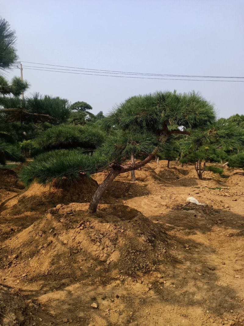 造型黑松，迎客松，造型五针松，造型赤松。泰山景松