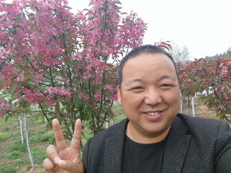 海棠绿化，北美海棠、西府海棠、垂丝海棠、木瓜海棠