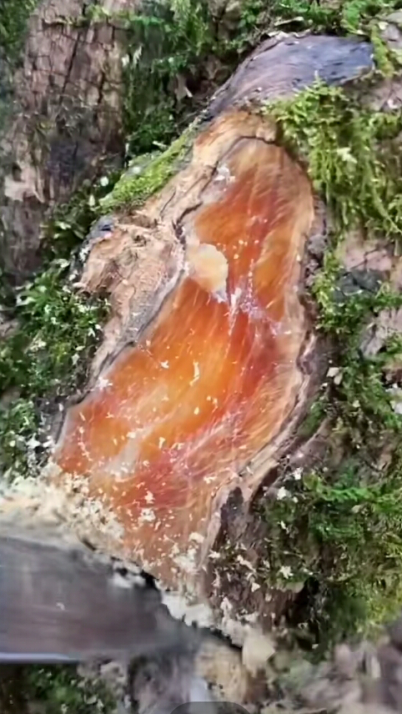 虎珀木欢迎各位订购。还各种树桩