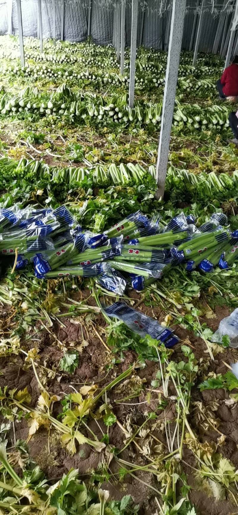 山东定陶精品优质西芹