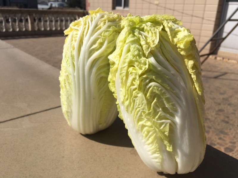 娃娃菜，一件代发，社区团购，质量保证