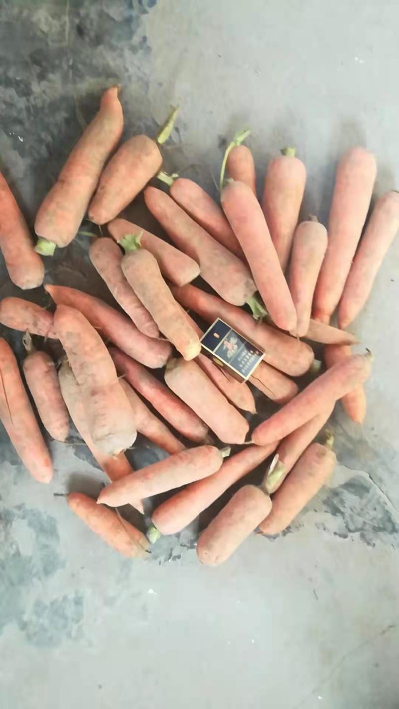 三红胡萝卜，10吨起批，量小勿扰，三红胡萝卜