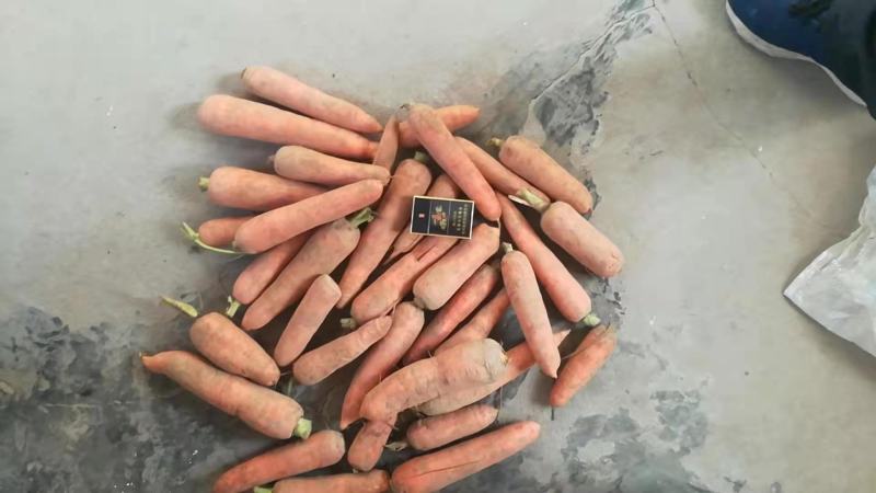 三红胡萝卜，10吨起批，量小勿扰，三红胡萝卜