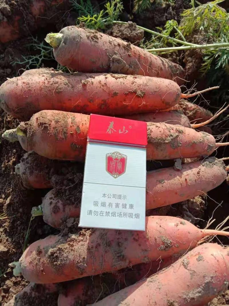三红胡萝卜，10吨起批，量小勿扰，三红胡萝卜