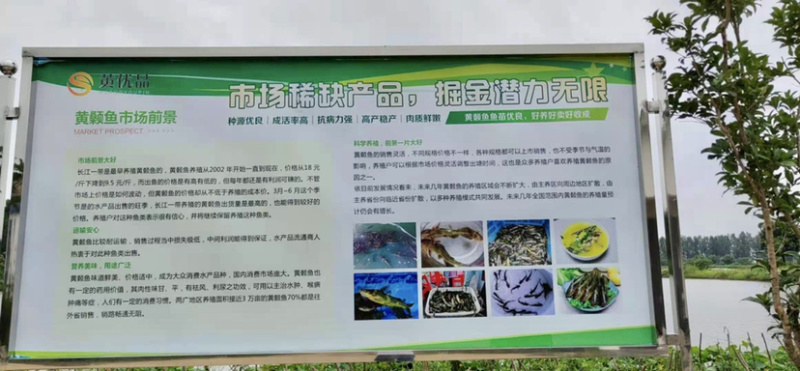 水产种苗杂交黄骨鱼苗，皮毛好，无病无伤，长势迅猛，耐低氧