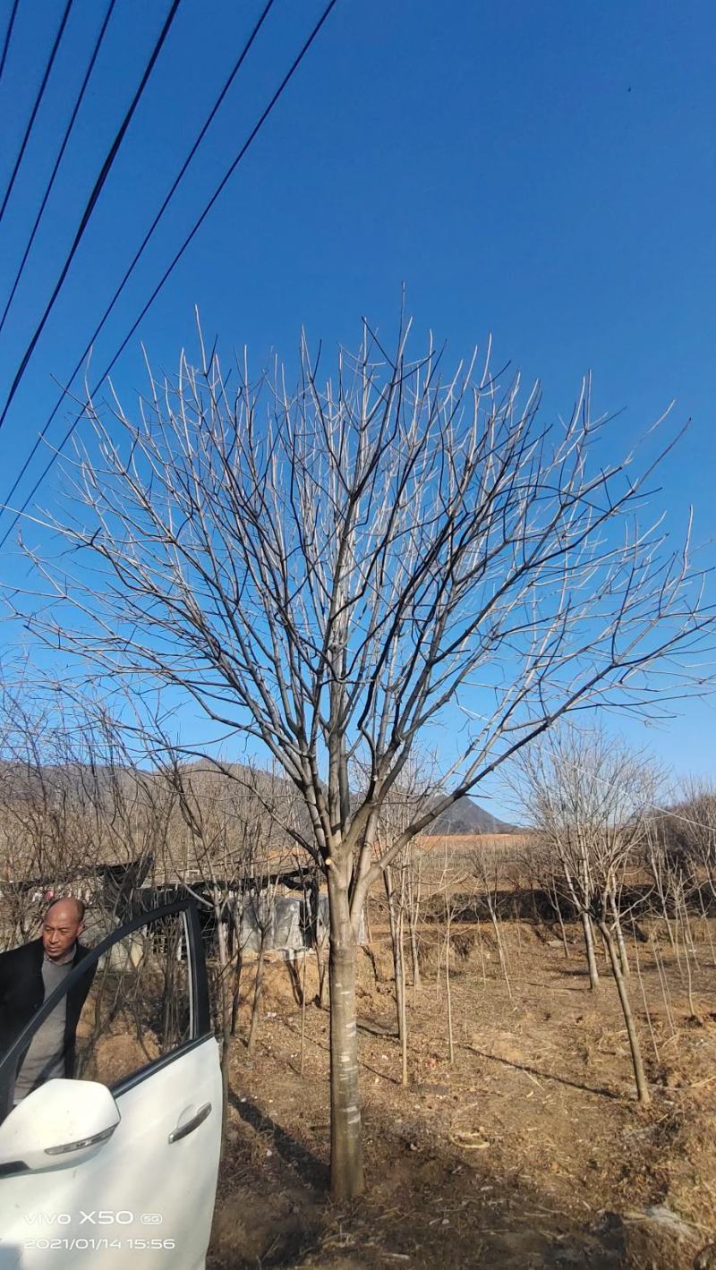 河南园林绿化基地长期供应10-30公分精品七叶树