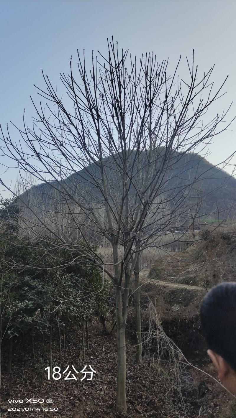 河南园林绿化基地长期供应10-30公分精品七叶树