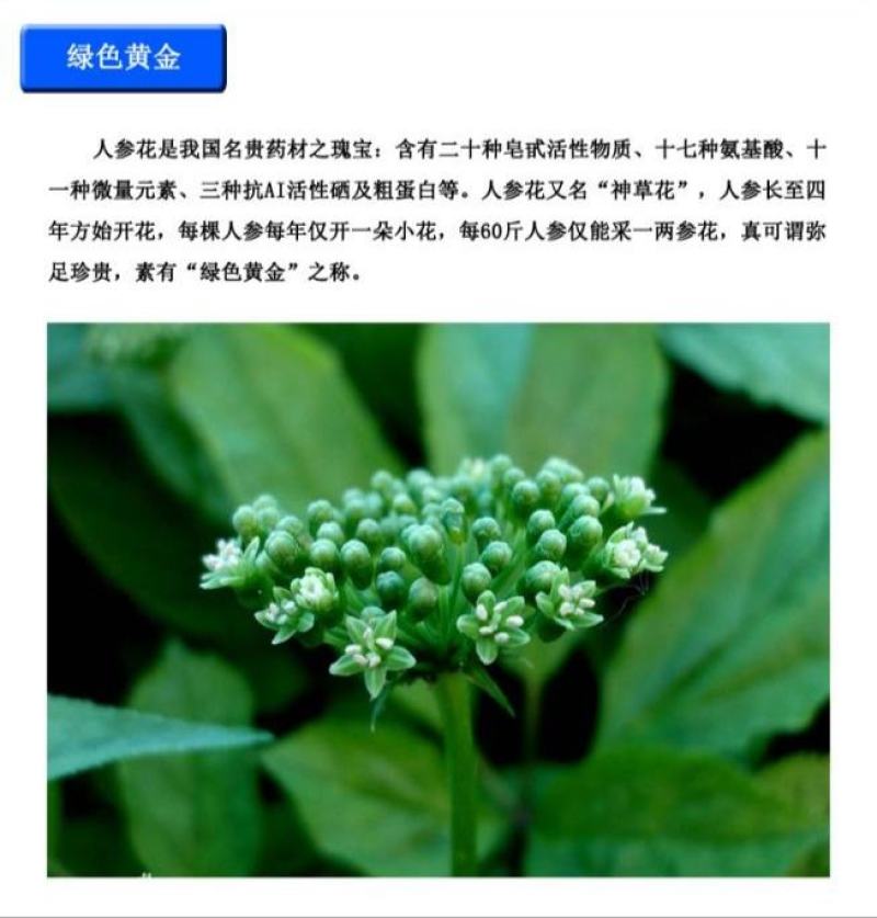 【线下年销人参花过万斤!各种价位等级】包邮量大可视频选花