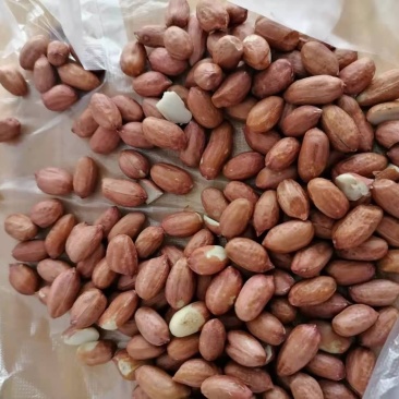 进口花生米，有需要的联系我量大从优
