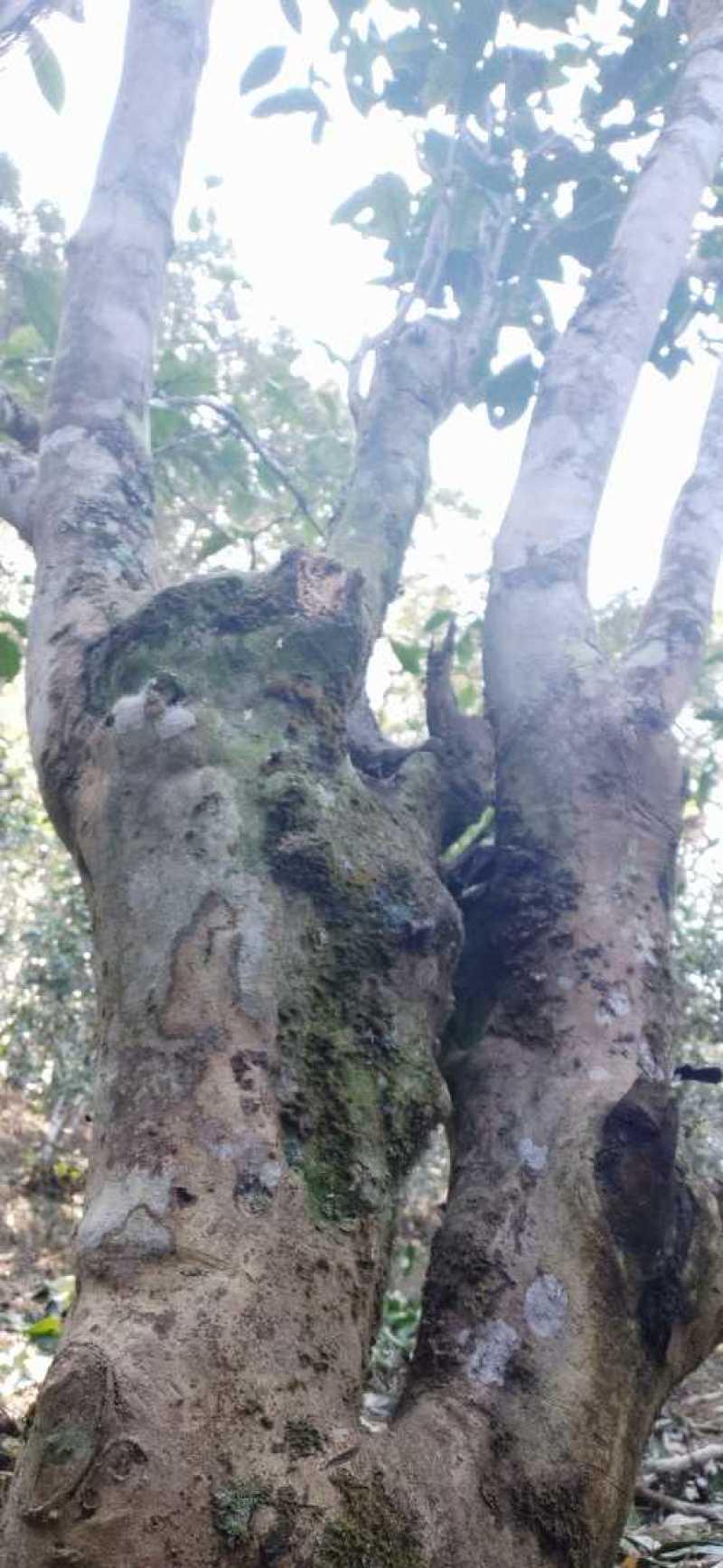 普洱生茶