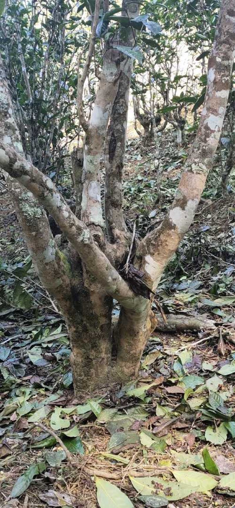 普洱生茶