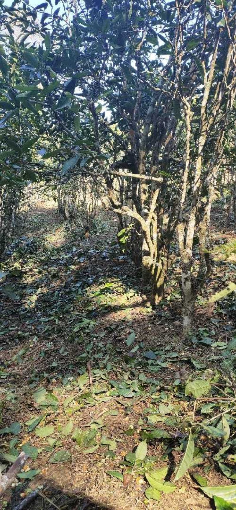 普洱生茶