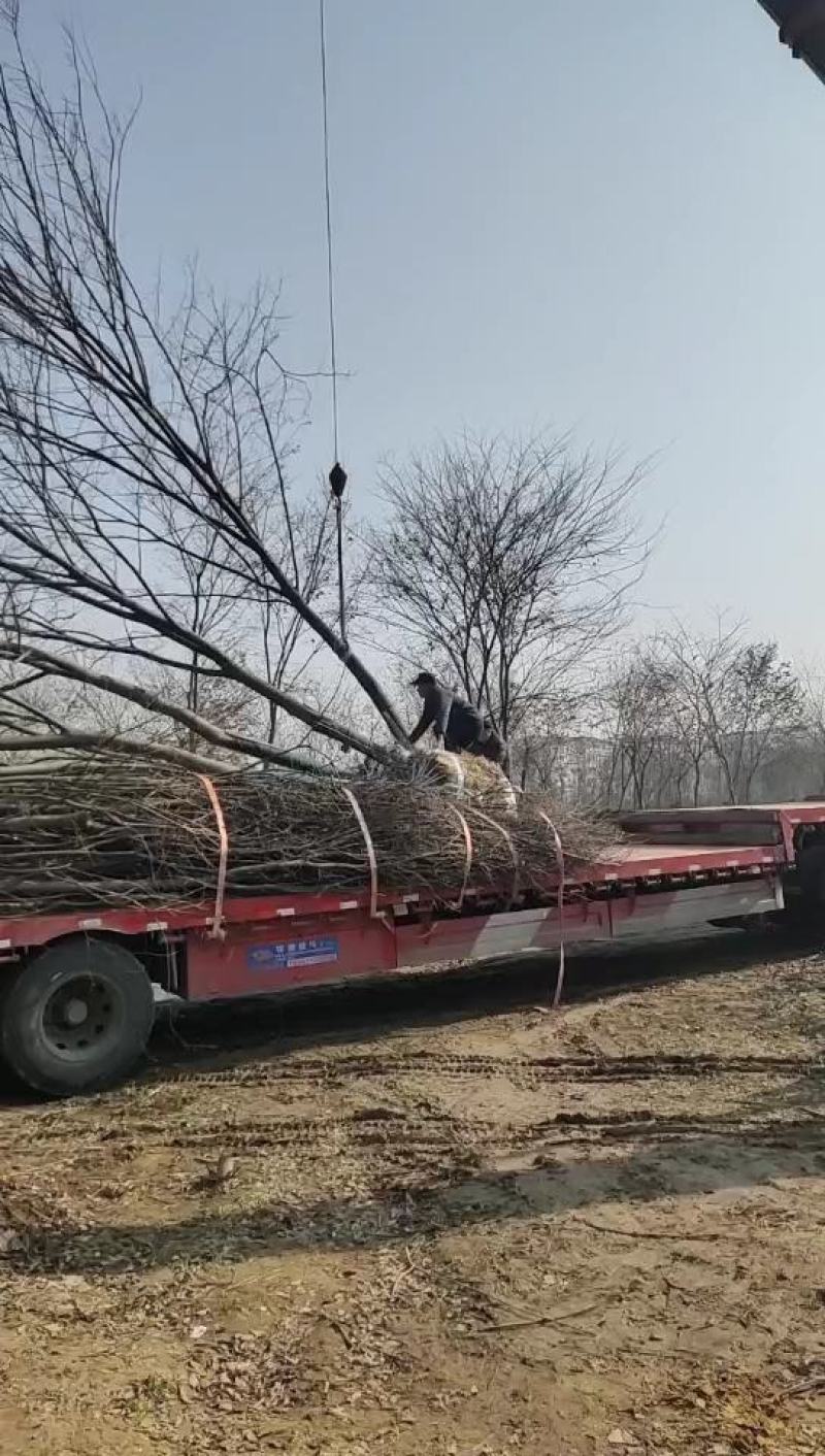 16公分红榉基地有要的联系我，下单就发货，自己来选树也行