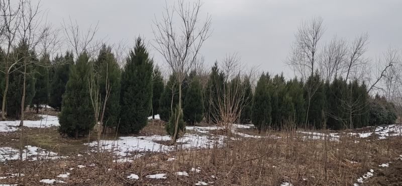 2米高塔柏装车有要的下单联系我，自家苗圃有要的大量供应