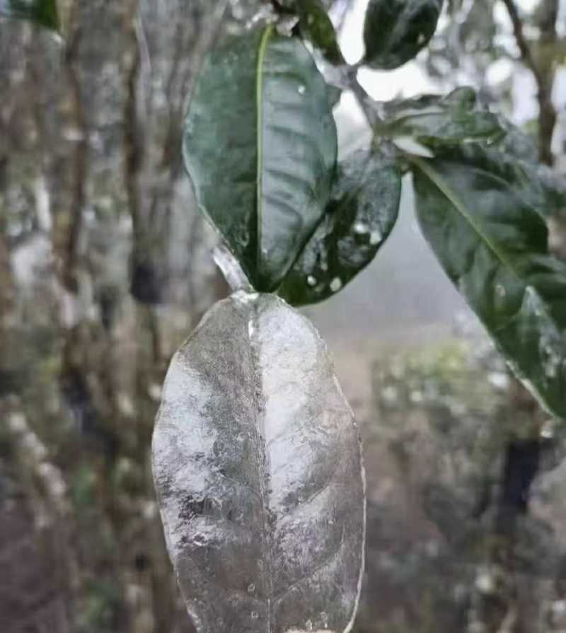 普洱生茶