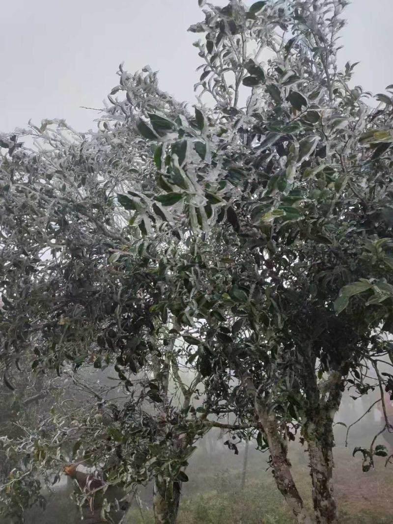 普洱生茶