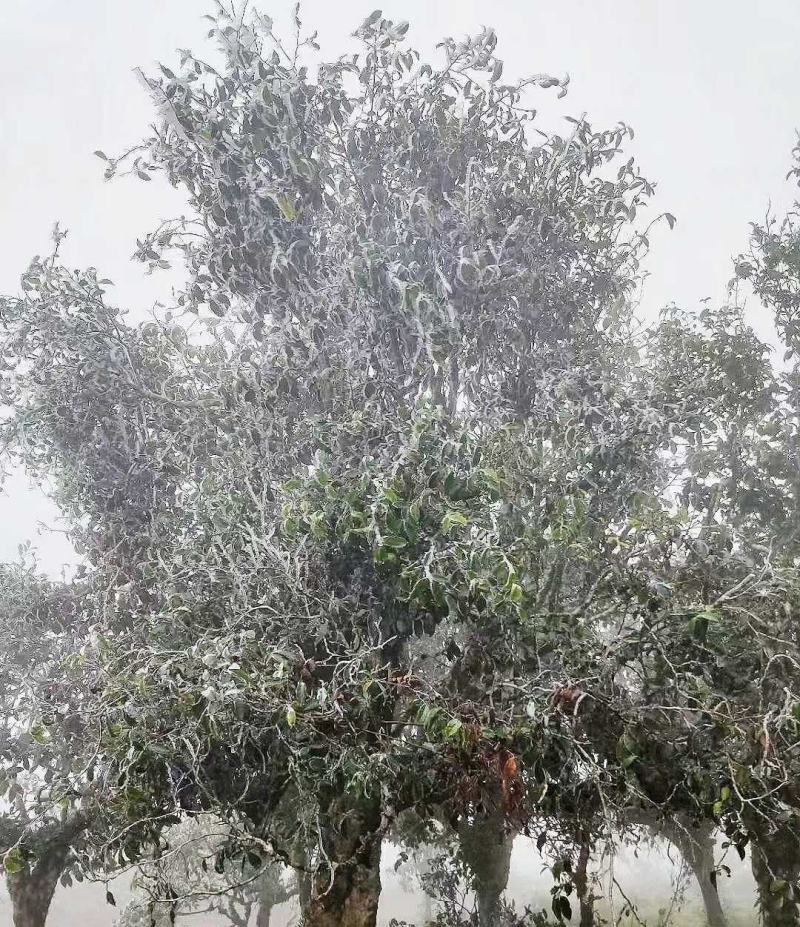 普洱生茶