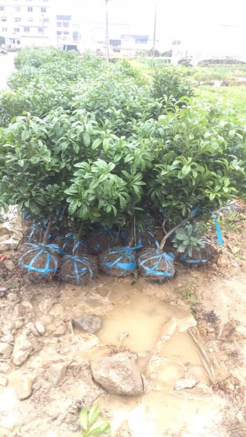 杨梅苗，带土球三年东魁嫁接杨梅苗，基地直供量大价优