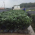 杨梅苗，带土球三年东魁嫁接杨梅苗，基地直供量大价优