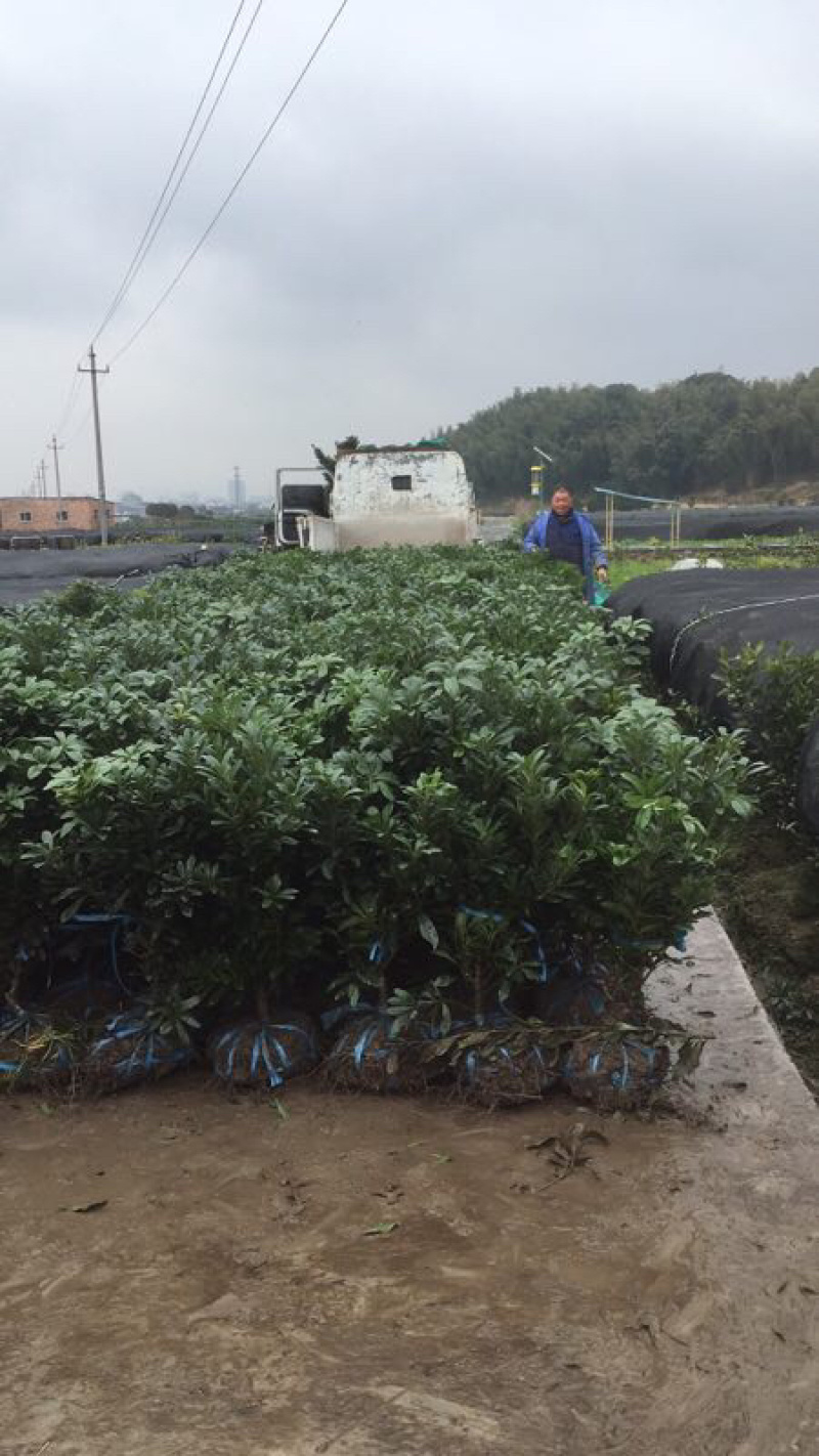 杨梅苗，带土球三年东魁嫁接杨梅苗，基地直供量大价优