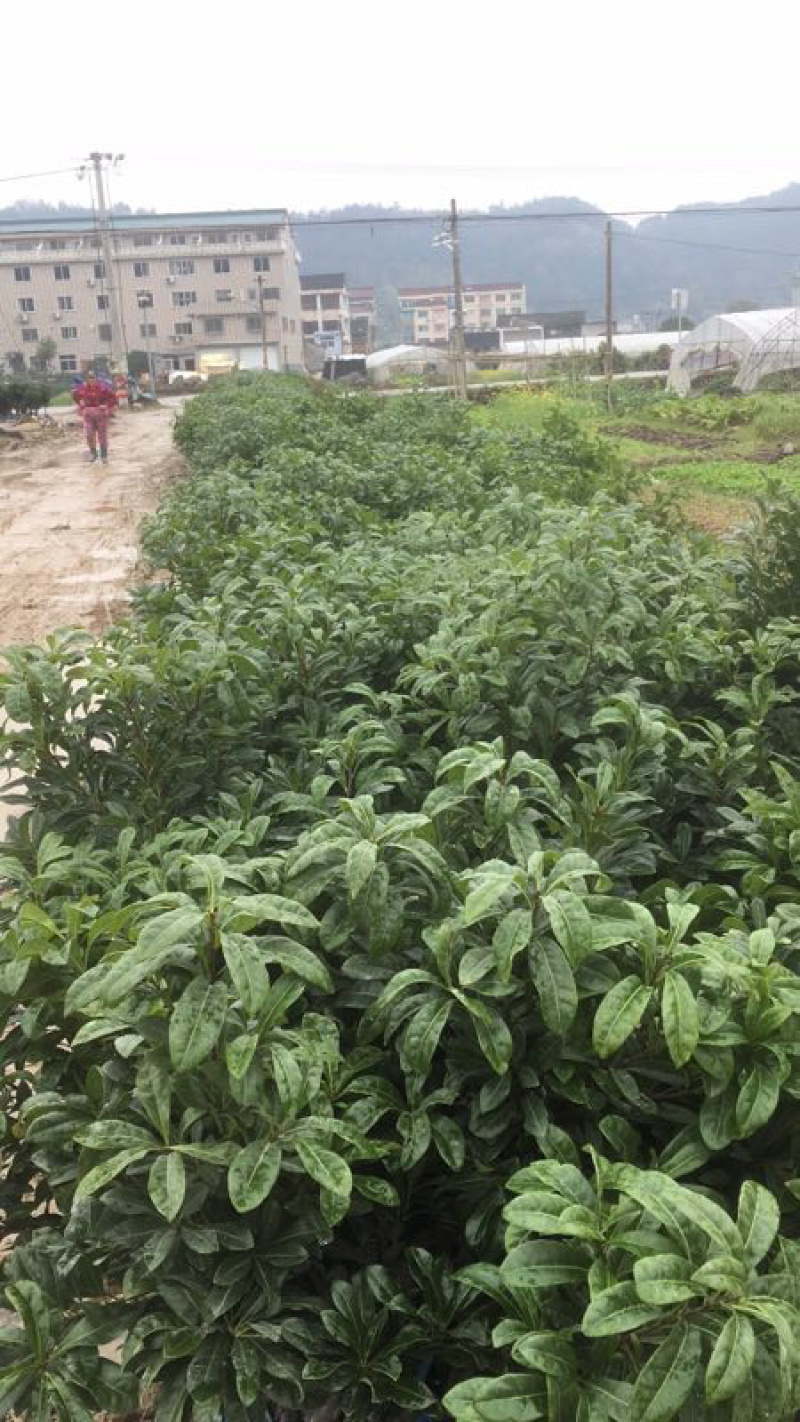 杨梅苗，带土球三年东魁嫁接杨梅苗，基地直供量大价优