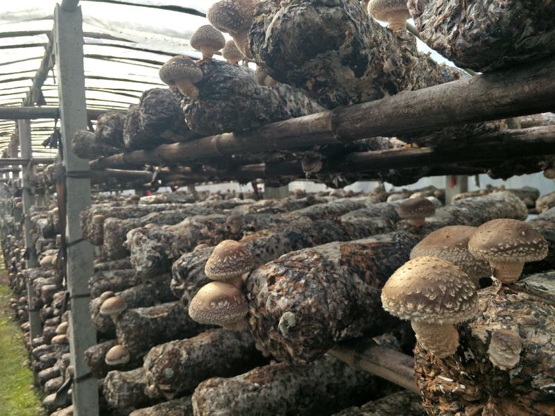 香菇新鲜香菇秦岭深山鲜香菇5公分以上大香菇