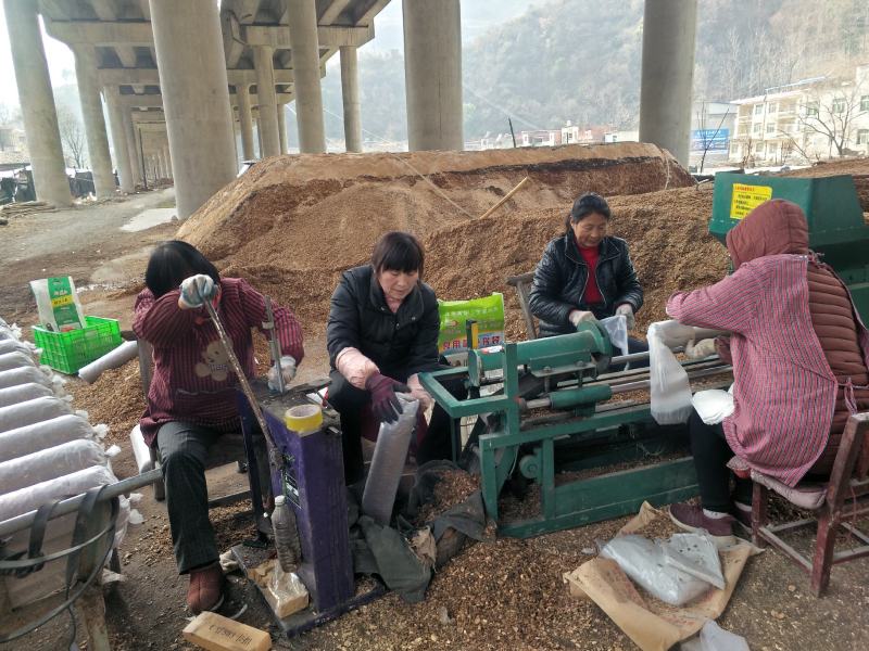香菇新鲜香菇秦岭深山鲜香菇5公分以上大香菇