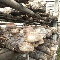 香菇新鲜香菇秦岭深山鲜香菇5公分以上大香菇