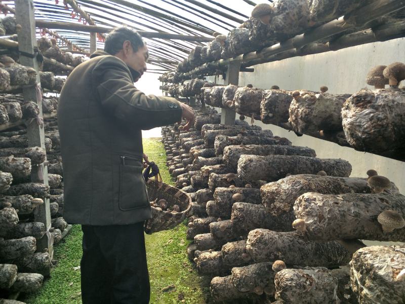 香菇新鲜香菇秦岭深山鲜香菇5公分以上大香菇