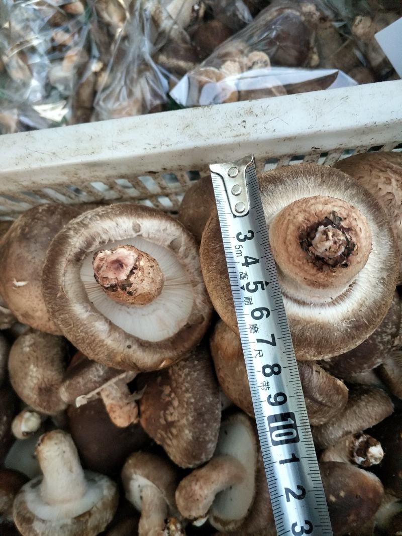 香菇新鲜香菇秦岭深山鲜香菇5公分以上大香菇