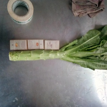 莴苣，为你提供各种档次的莴苣