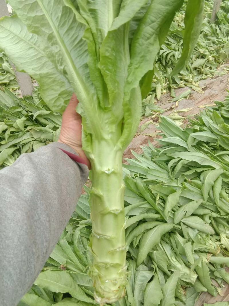 莴苣，为你提供各种档次的莴苣