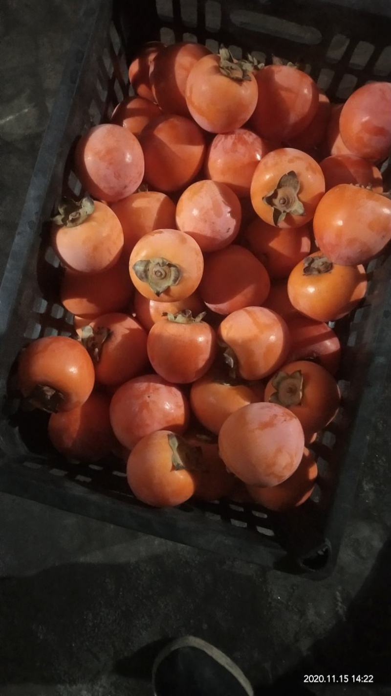 精品火葫芦柿子大量上市中！需要的联系